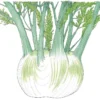 Organic Fennel, Florence (1/4 Lb)