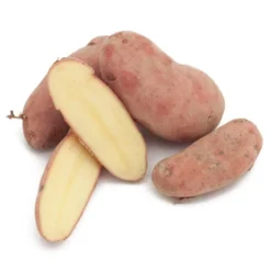 Fall-Planted Organic French Fingerling Seed Potatoes (lb)