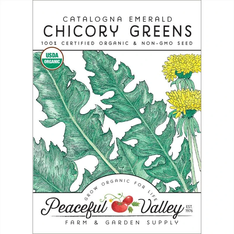 Chicory Catalogna Greens Seeds (Organic) 1 Chicory Catalogna Greens Seeds (Organic)