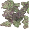 Organic Greens, Mustard Giant Red (1/4 Lb)