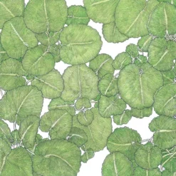 Organic Greens, Watercress (1 Oz)