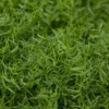 Organic Hairy Vetch - Raw Seed (lb)