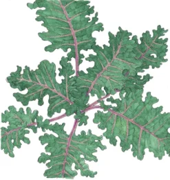 Organic Kale, Red Russian (1/4 Lb)
