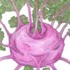 Organic Kohlrabi, Purple Vienna (1/4 Lb)