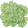 Organic Lettuce, Black Seeded Simpson (1/4 Lb)