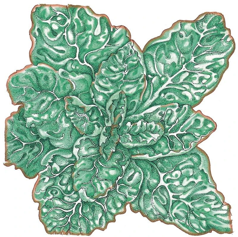 Organic Lettuce, Buttercrunch (1/4 Lb) 1 Organic Lettuce, Buttercrunch (1/4 Lb)