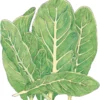 Organic Lettuce, Little Gem (1/4 Lb)