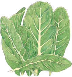 Organic Lettuce, Little Gem (1/4 Lb)