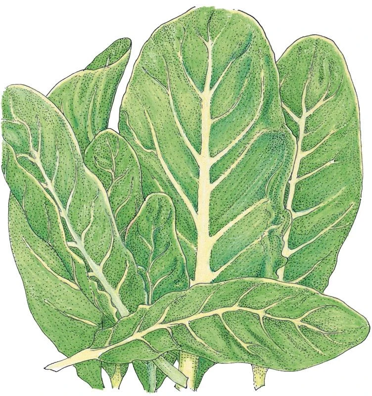 Organic Lettuce, Little Gem (1/4 Lb) 1 Organic Lettuce, Little Gem (1/4 Lb)