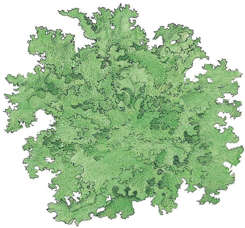 Organic Lettuce, Tango (1/4 Lb) 1 Organic Lettuce, Tango (1/4 Lb)