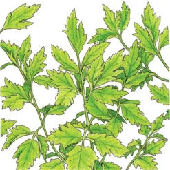 Organic Lovage (1 Oz)