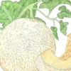 Organic Melon, Honeyrock (1/4 Lb)