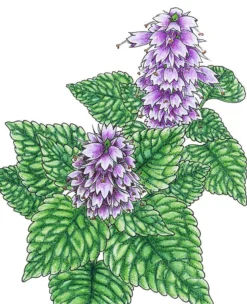 Organic Mint, Korean Licorice (1 Oz)