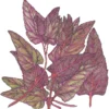 Organic Orach, Red (1 Oz)