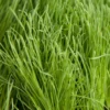 Organic Orchardgrass (lb)