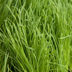 Organic Orchardgrass (lb)