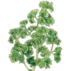 Organic Parsley, Moss Curled (1/4 Lb)