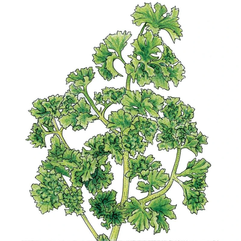 Organic Parsley, Moss Curled (1/4 Lb) 1 Organic Parsley, Moss Curled (1/4 Lb)