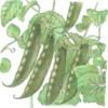 Organic Pea, Mammoth Melting (1/2 Lb)