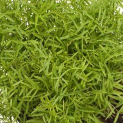 Organic Purple Vetch - Raw Seed (lb)