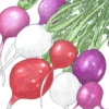 Organic Radish, Easter Egg Mix (1/4 Lb)