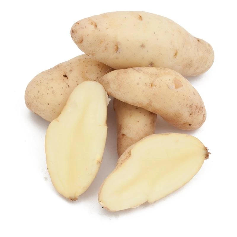 Fall-Planted Organic Russian Banana Fingerling Seed Potatoes (lb) 1 Fall-Planted Organic Russian Banana Fingerling Seed Potatoes (lb)