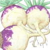 Organic Rutabaga, Joan (1 Oz)