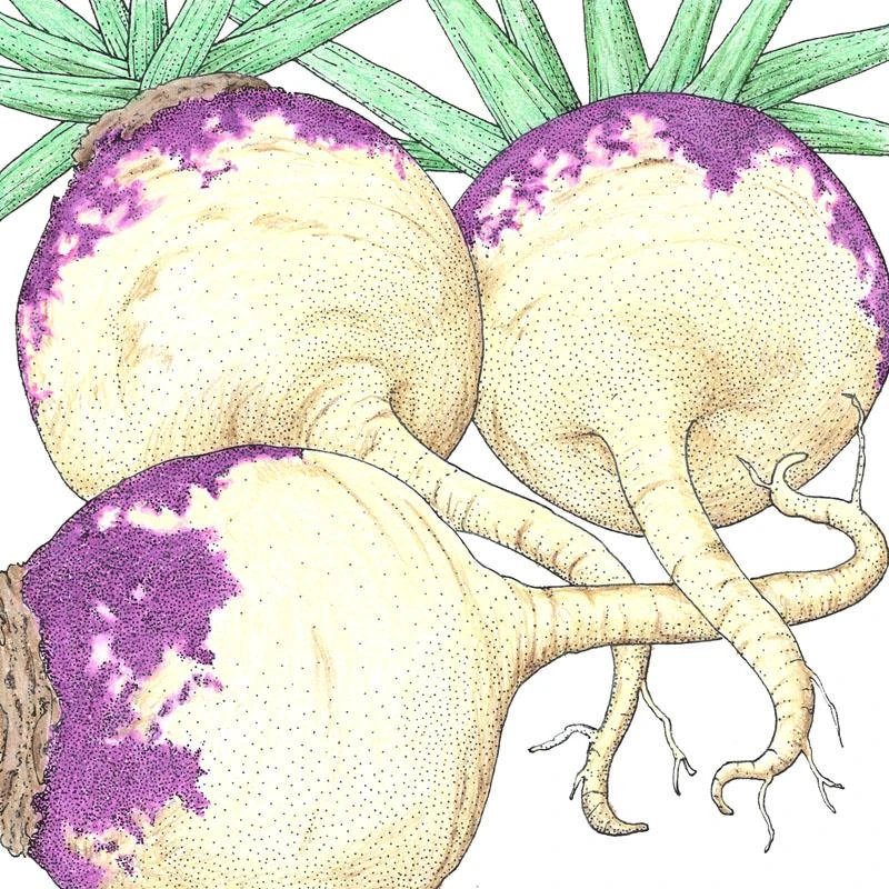 Organic Rutabaga, Joan (1 Oz) 1 Organic Rutabaga, Joan (1 Oz)