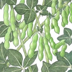 Organic Soybean, Edamame (1/2 Lb)