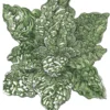 Organic Spinach, Bloomsdale (1/4 Lb)
