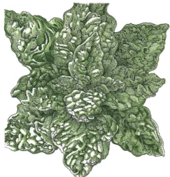 Organic Spinach, Bloomsdale (1/4 Lb)