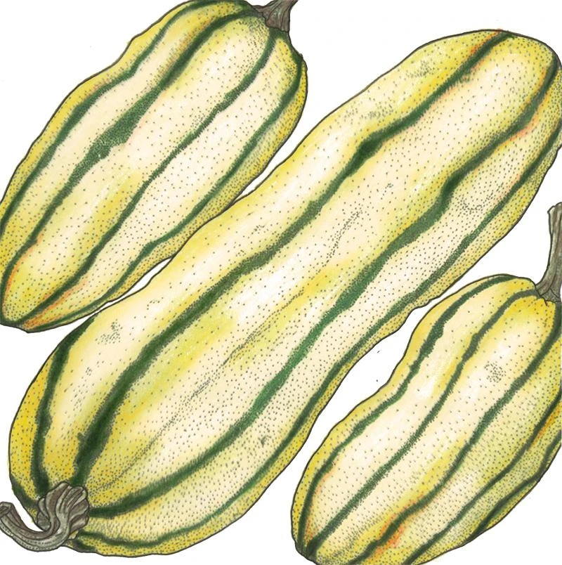Organic Squash, Winter Delicata (1 Oz) 1 Organic Squash, Winter Delicata (1 Oz)