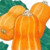 Organic Squash Winter, Honey Butternut (1 Oz)