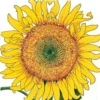 Organic Sunflower, Russian Mammoth (1/4 Lb)