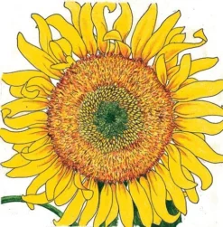 Organic Sunflower, Russian Mammoth (1/4 Lb)