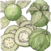 Organic Tomatillo, Verde (1 Oz)