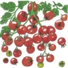 Organic Tomato, Sweetie (1 Oz)