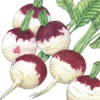 Organic Turnip, Purple Top (1/4 Lb)
