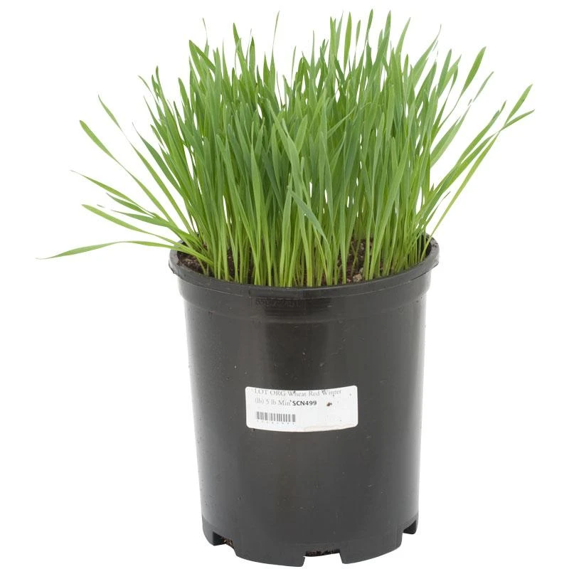 Organic Wheat, Beardless (lb) 1 Organic Wheat, Beardless (lb)