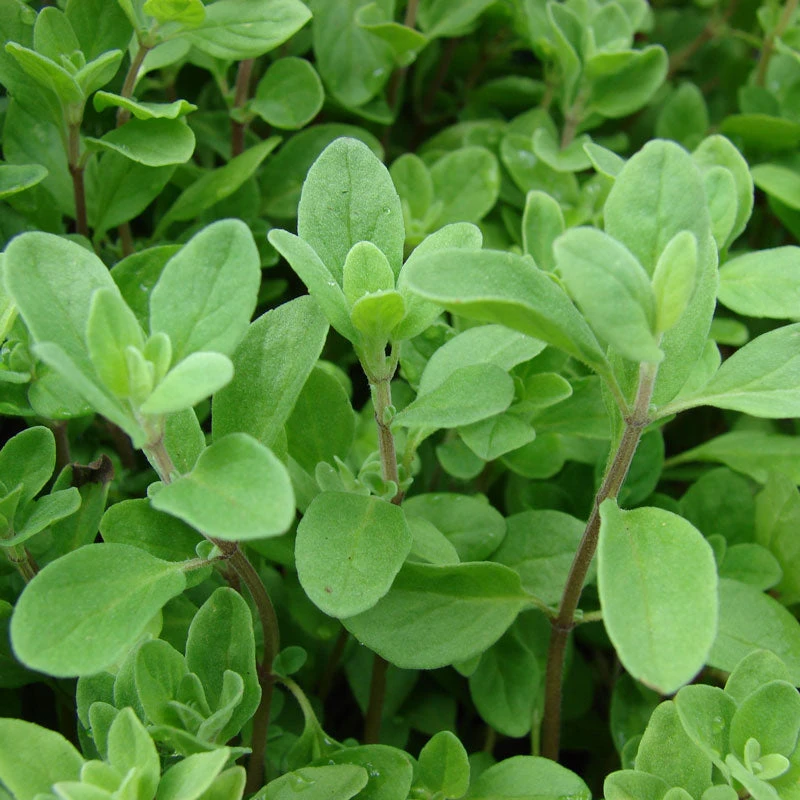 Organic Marjoram 2 Organic Marjoram - Image 2