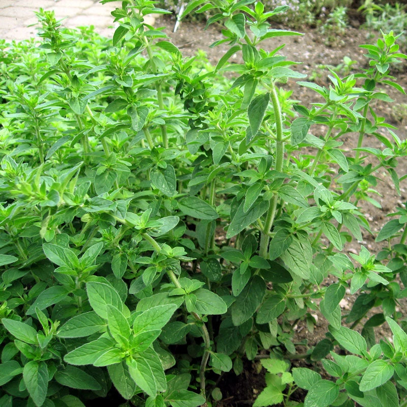Organic Oregano, Italian 3 Organic Oregano, Italian - Image 3