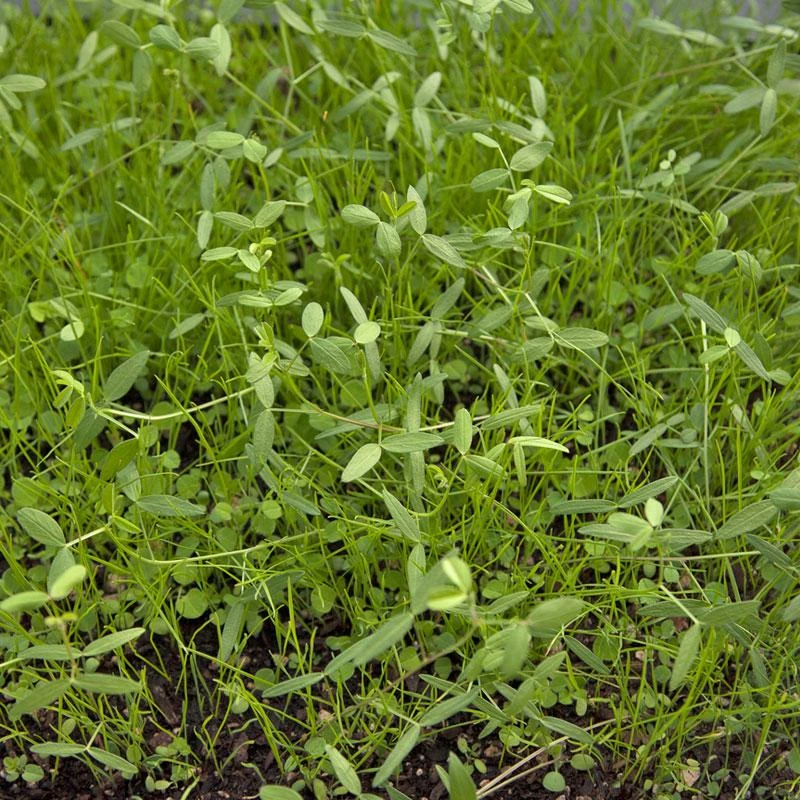 Peaceful Valley Dryland Erosion Fire Recovery Mix Nitrocoated (lb) 1 Peaceful Valley Dryland Erosion Fire Recovery Mix Nitrocoated (lb)