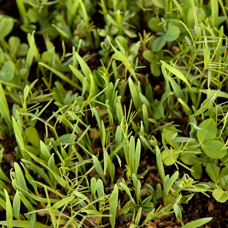 Peaceful Valley Legume Oat Mix #1 - Raw Seed (lb) 1 Peaceful Valley Legume Oat Mix #1 - Raw Seed (lb)