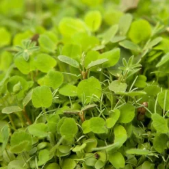 Peaceful Valley Regional Western Colorful Dryland Wildflower Mix - Nitrocoated Seed (lb)