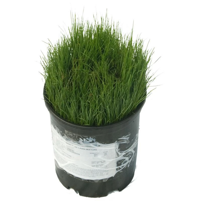 Peaceful Valley Tough Turf Lawn Seed (5 Lb Bag) 1 Peaceful Valley Tough Turf Lawn Seed (5 Lb Bag)