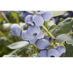 Organic Blueberry Pearl (Ea)