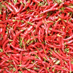 Hot Cayenne Slim Pepper Seeds (Organic) -Flourish Seeds pepper solero hot ring o fire cayenn 1