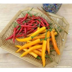 Renee's Garden Pepper Chile Thai Duo Orange Full Moon & Red Vesuvius 9 Renee's Garden Pepper Chile Thai Duo Orange Full Moon & Red Vesuvius -Flourish Seeds pepper thai1