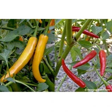 Renee's Garden Pepper Chile Thai Duo Orange Full Moon & Red Vesuvius 6 Renee's Garden Pepper Chile Thai Duo Orange Full Moon & Red Vesuvius - Image 6