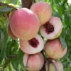 Pink Diamond Peach Tree
